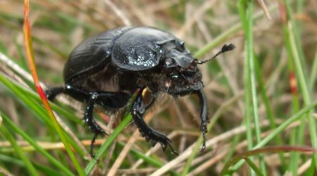 Close up photo of a beatle