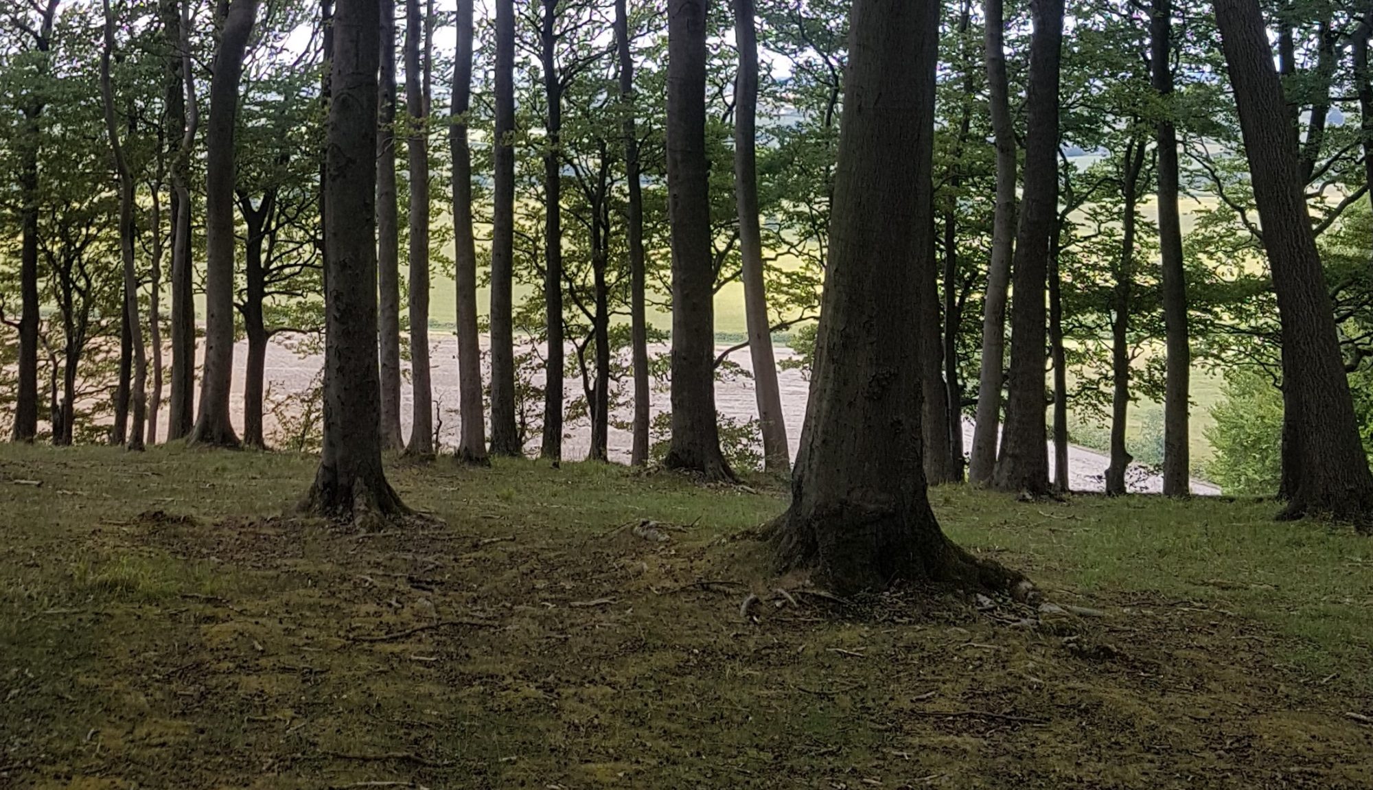 Trees in Sharpenhoe Clappers