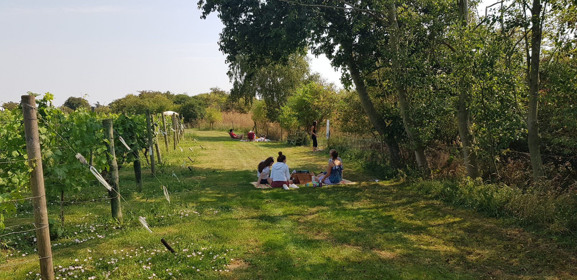 Family picnic at Warden Abbey Vineyard