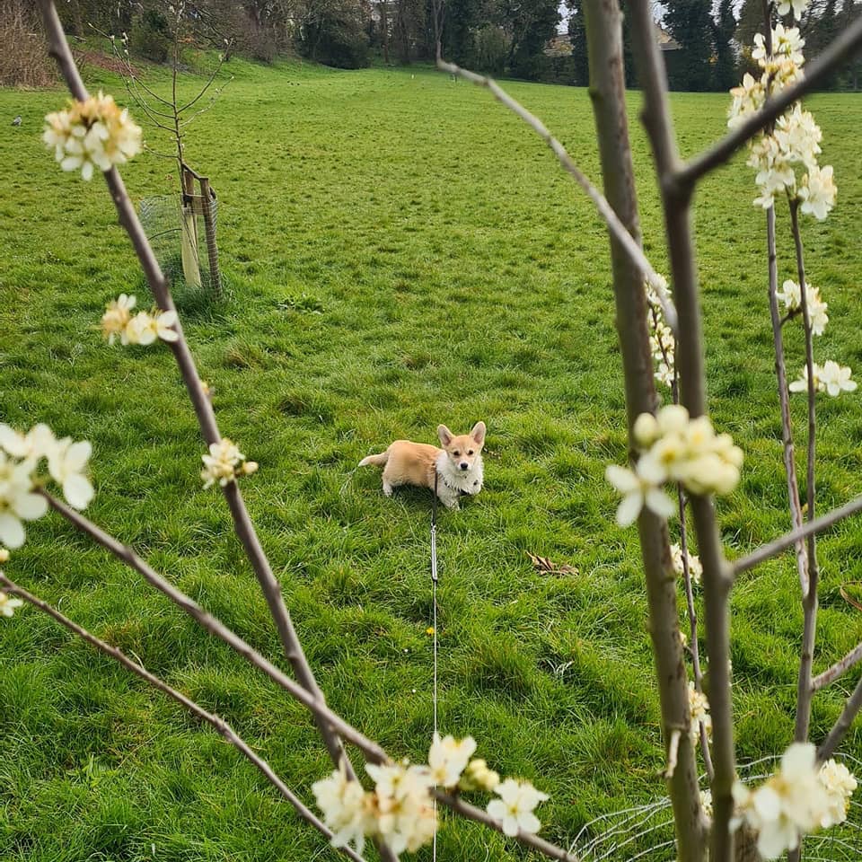 Corgi on walk