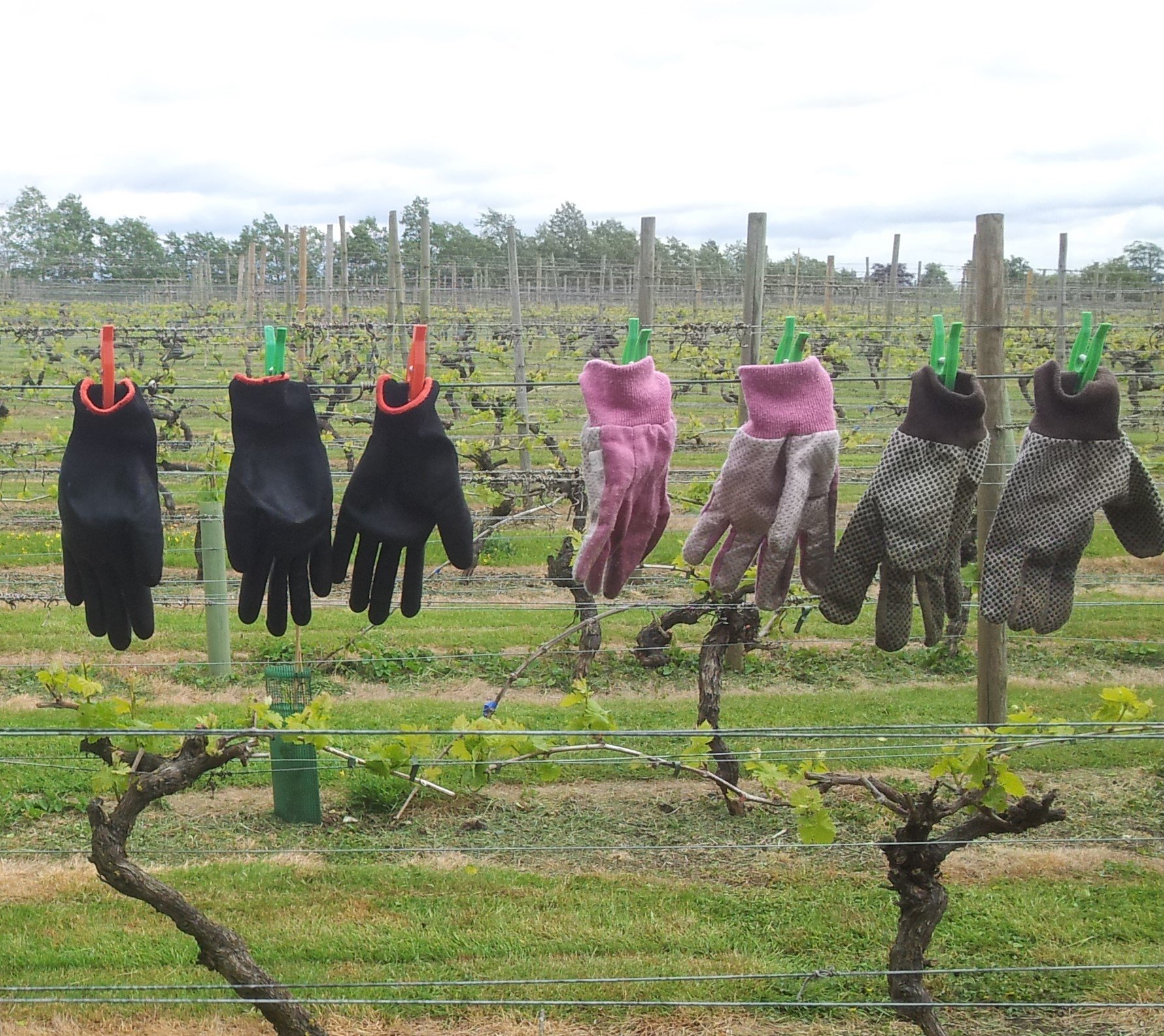 A row of gloves pegged on a metal wire