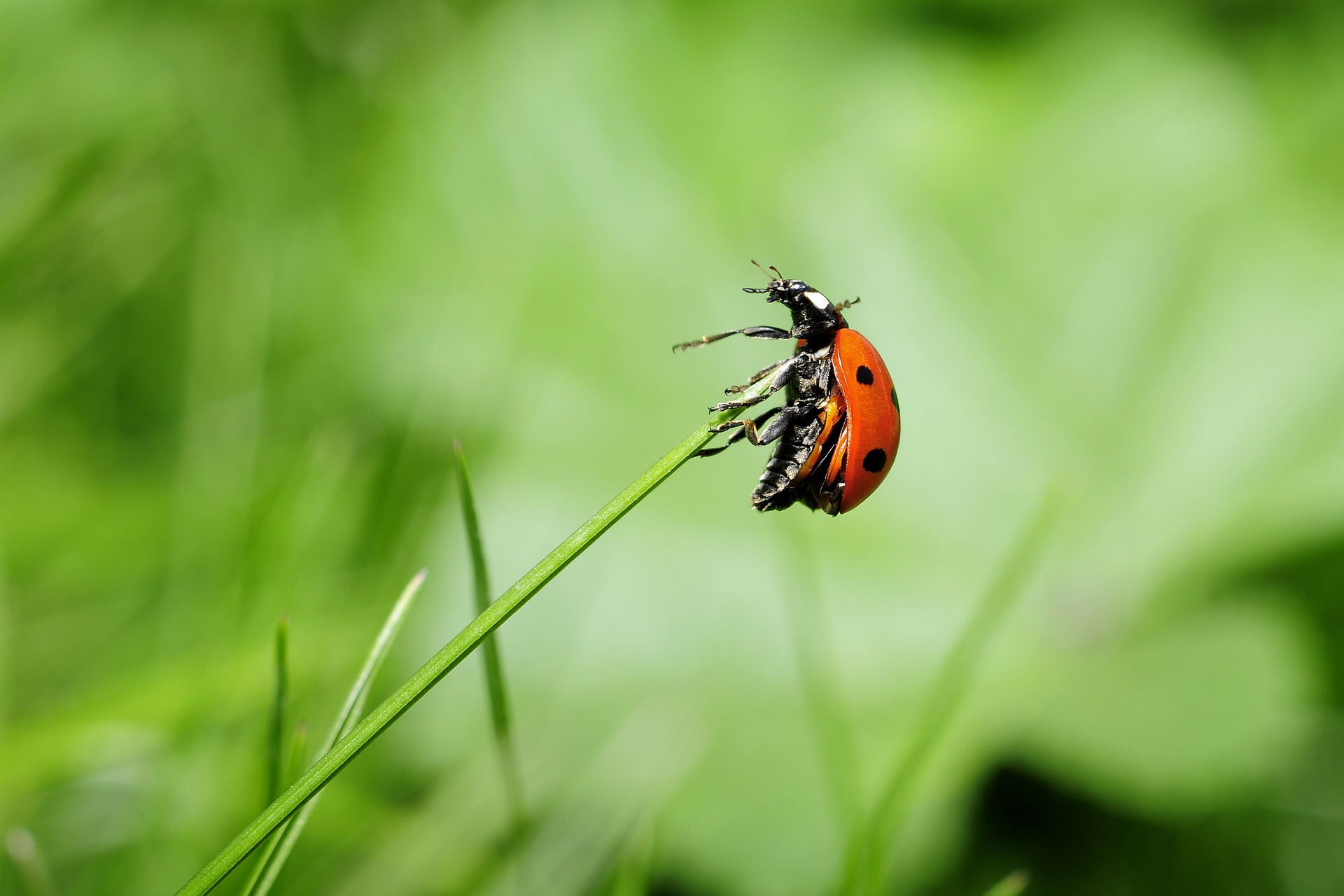 Ladybug gb051f9eeb