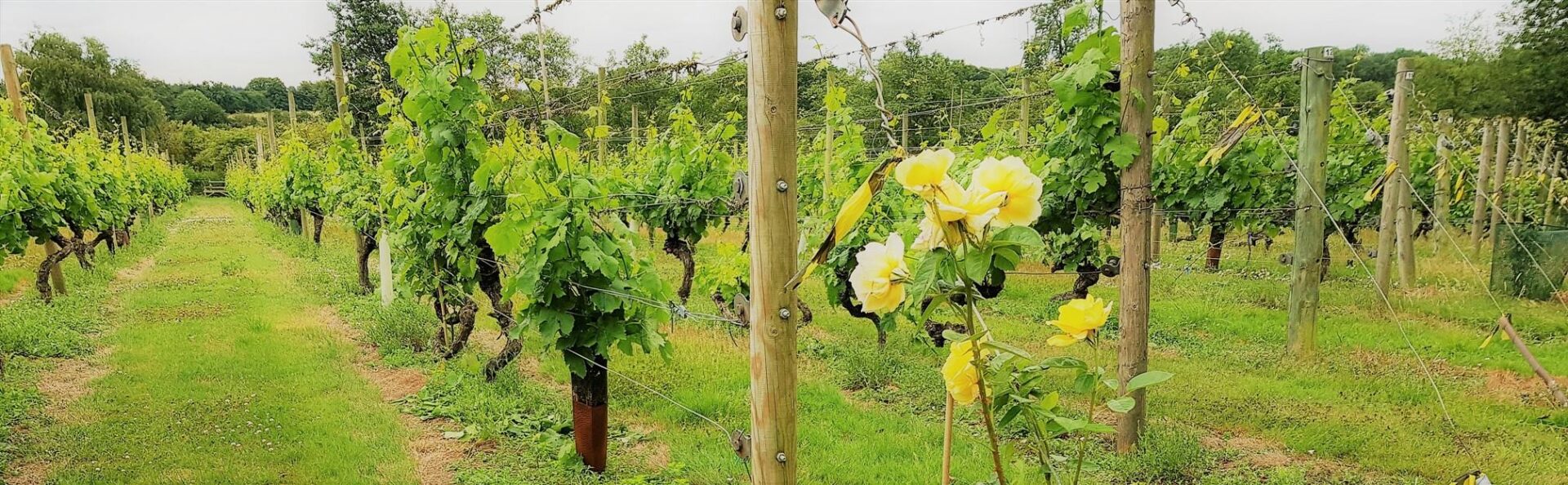 Vineyard