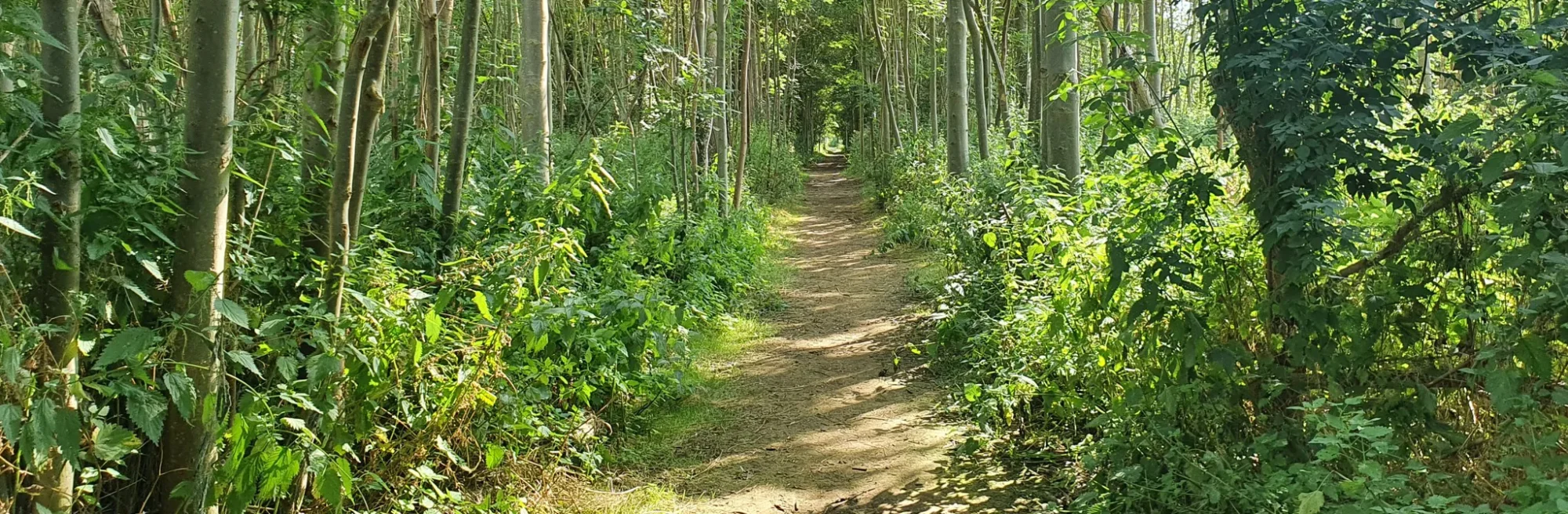 Wooded trail