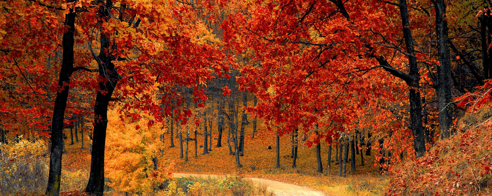 Website Featured Image (1)