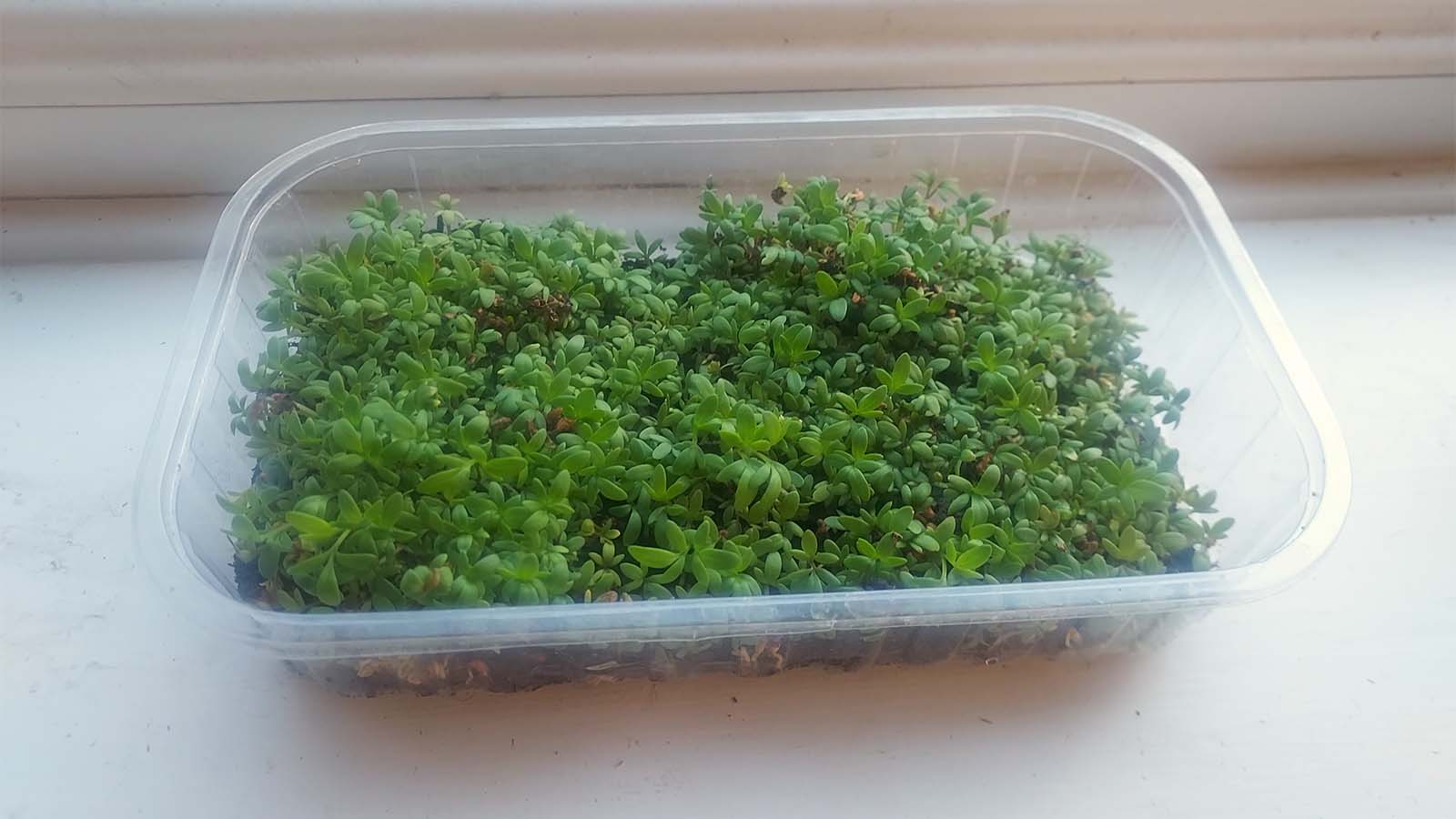 Home based green social prescribing